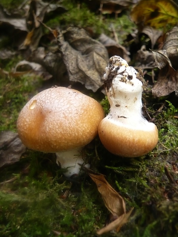 pavučinovec Cortinarius sp.