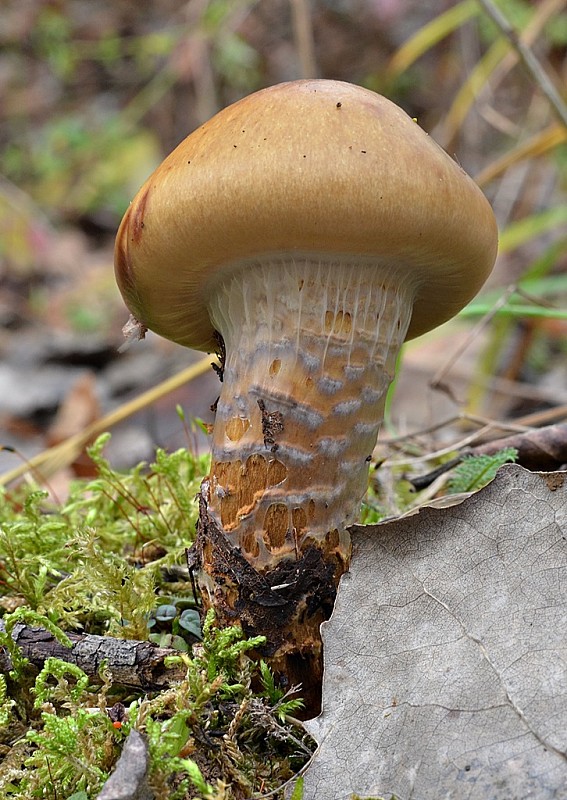 pavučinovec mazľavý Cortinarius trivialis J.E. Lange