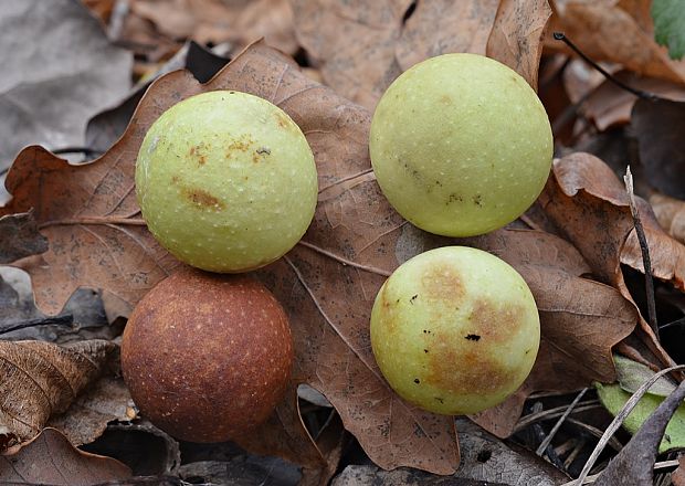 hrčiarka dubová Cynips quercusfolii