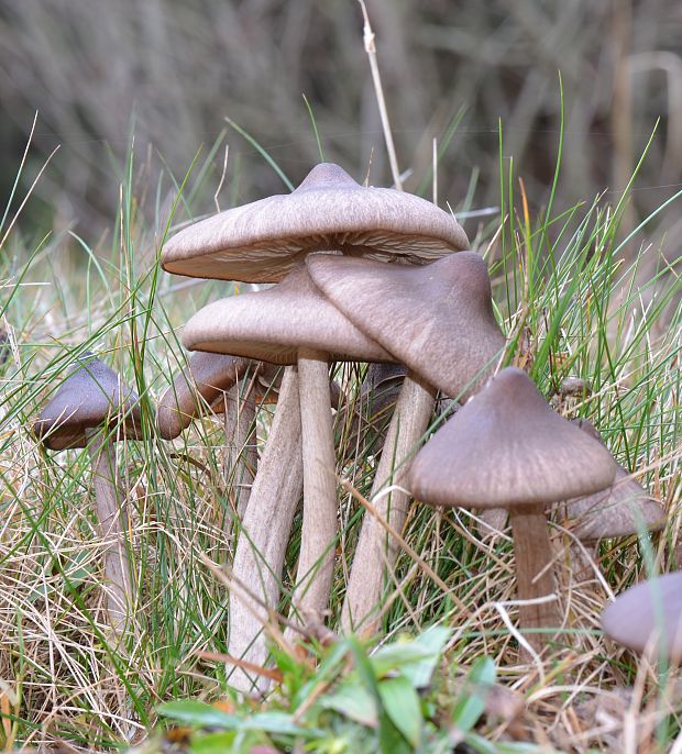 hodvábnica porfýrová Entoloma porphyrophaeum (Fr.) P. Karst.