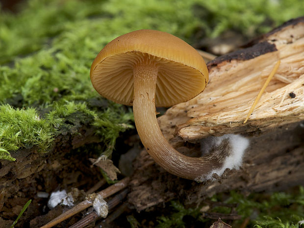 kapucňovka okrovohnedastá Galerina marginata (Batsch) Kühner