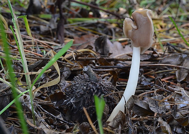 chriapač pružný Helvella elastica Bull.