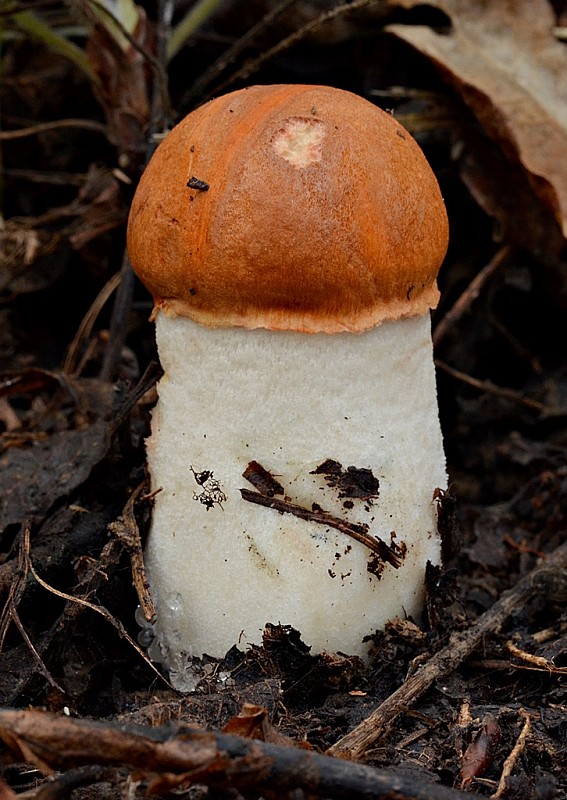 kozák osikový Leccinum albostipitatum den Bakker & Noordel.