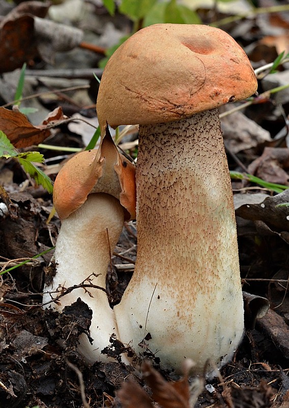 kozák osikový Leccinum albostipitatum den Bakker & Noordel.