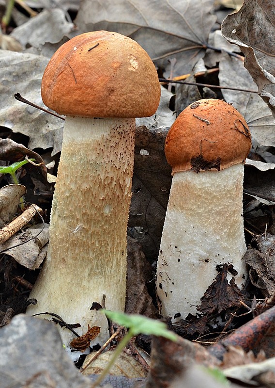 kozák osikový Leccinum albostipitatum den Bakker & Noordel.