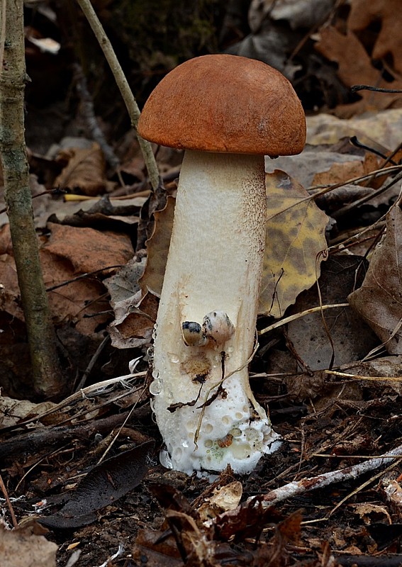 kozák osikový Leccinum albostipitatum den Bakker & Noordel.