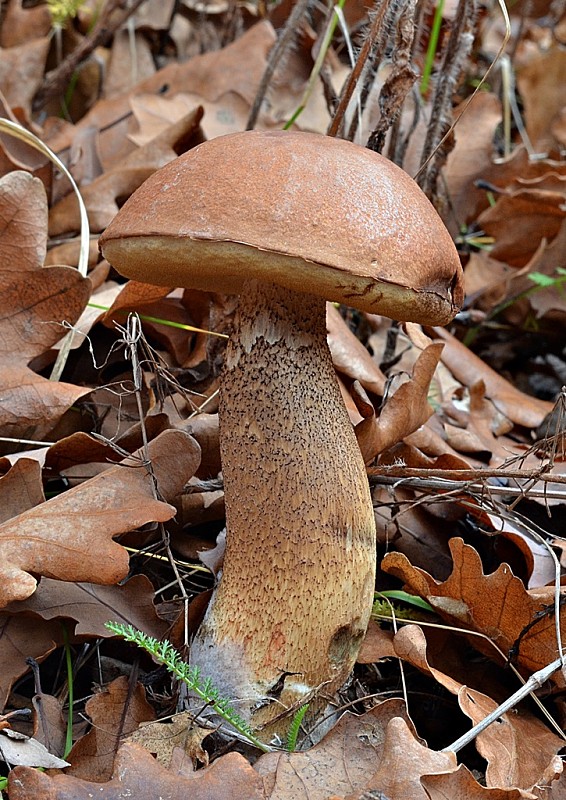 kozák dubový Leccinum aurantiacum (Bull.) Gray