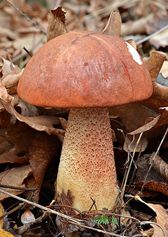 kozák dubový Leccinum aurantiacum (Bull.) Gray