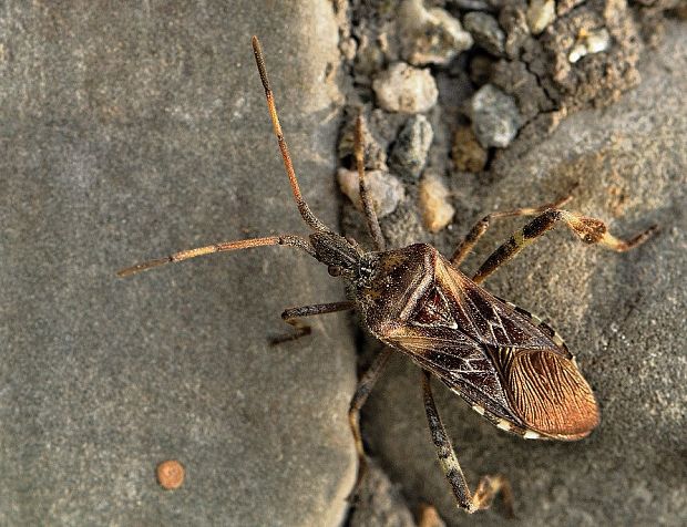 obrúbnica americká Leptoglossus occidentalis