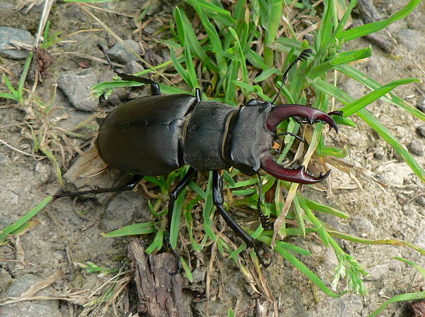 roháč veľký Lucanus cervus L., 1758