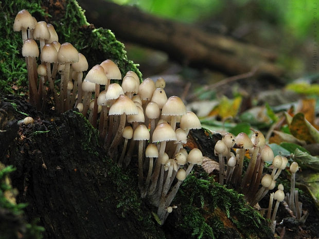 prilbička naklonená Mycena inclinata (Fr.) Quél.