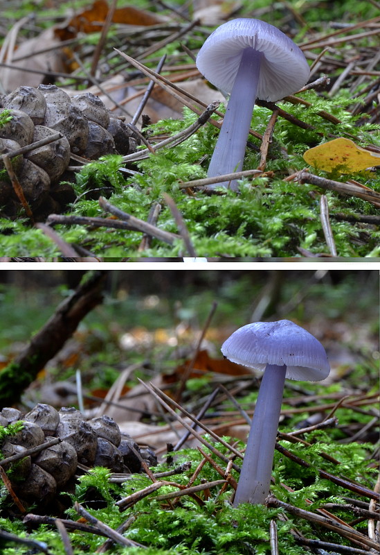 prilbička reďkovková Mycena pura (Pers.) P. Kumm.