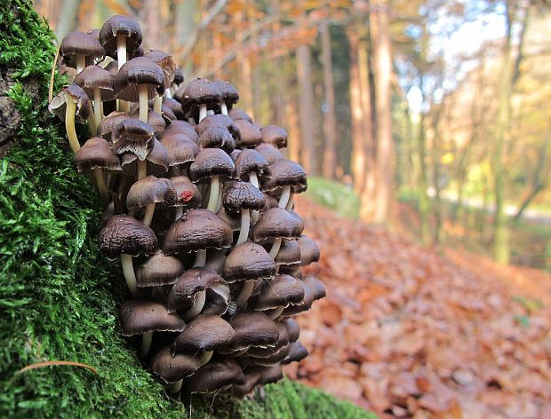 prilbička Mycena sp.