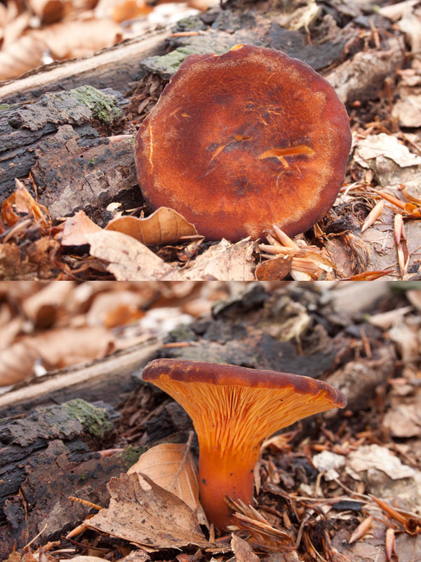 kališník hnedooranžový Omphalotus olearius (DC.) Singer