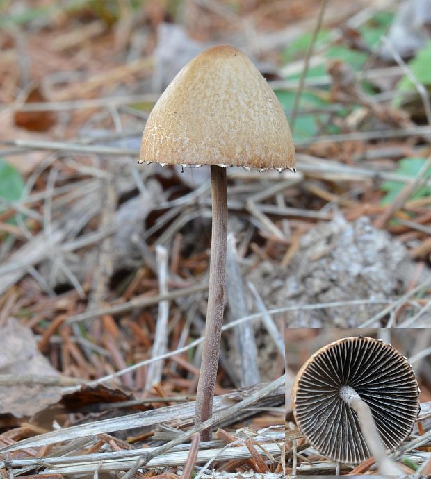 zvoncovec obyčajný Panaeolus papilionaceus (Bull.) Quél.