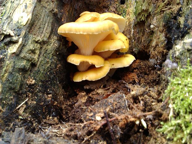 hliva lievikovitá Pleurotus cornucopiae (Paulet) Rolland