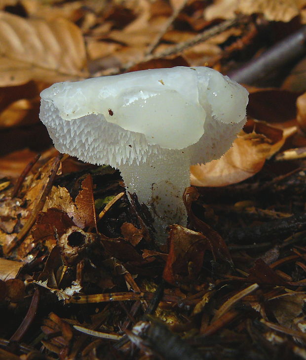 pajelenka želatínová Pseudohydnum gelatinosum (Scop.) P. Karst.