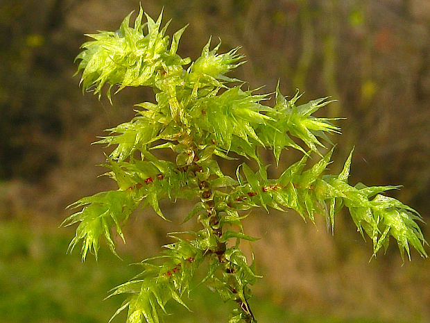 kostrbatec trojrohý Rhytidiadelphus triquetrus (Hedw.) Warnst.