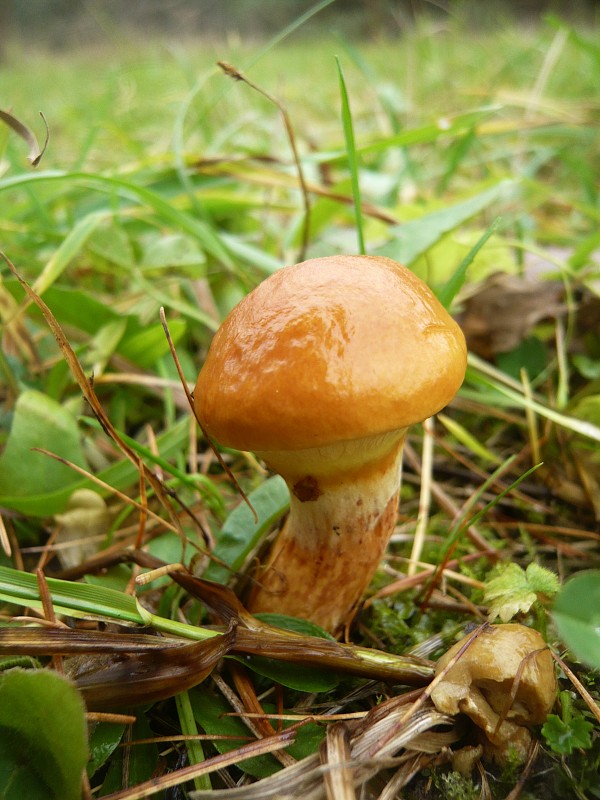 masliak smrekovcový Suillus grevillei (Klotzsch) Singer