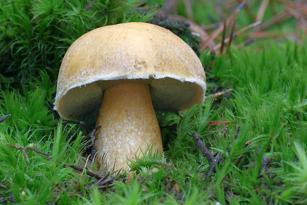 masliak strakatý Suillus variegatus (Sw.) Kuntze