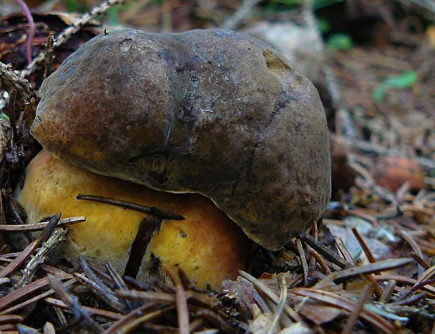 hríb zrnitohlúbikový Sutorius luridiformis (Rostk.) G. Wu & Zhu L. Yang