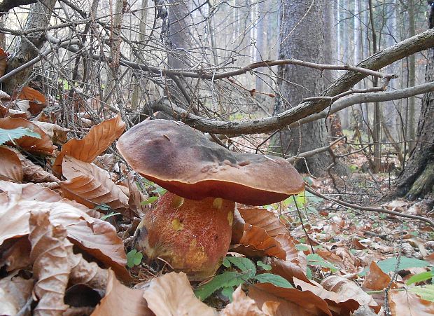 hríb zrnitohlúbikový Sutorius luridiformis (Rostk.) G. Wu & Zhu L. Yang