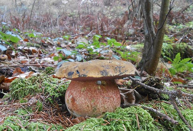 hríb zrnitohlúbikový Sutorius luridiformis (Rostk.) G. Wu & Zhu L. Yang