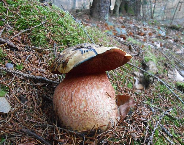 hríb zrnitohlúbikový Sutorius luridiformis (Rostk.) G. Wu & Zhu L. Yang