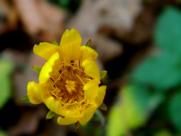 kozobrada východná Tragopogon orientalis L.