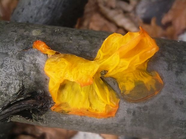 rôsolovka zlatožltá Tremella mesenterica Retz.