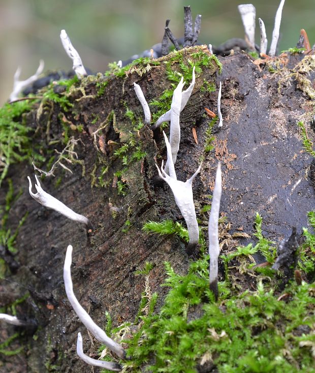 drevnatec parohatý Xylaria hypoxylon (L.) Grev.