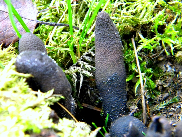 drevnatec kyjakovitý Xylaria polymorpha (Pers.) Grev.