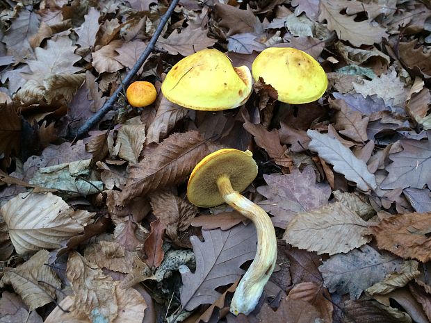 Masliak Smrekovcový Suillus grevillei (Klotzsch) Singer