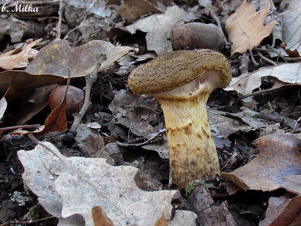 podpňovka Armillaria sp.