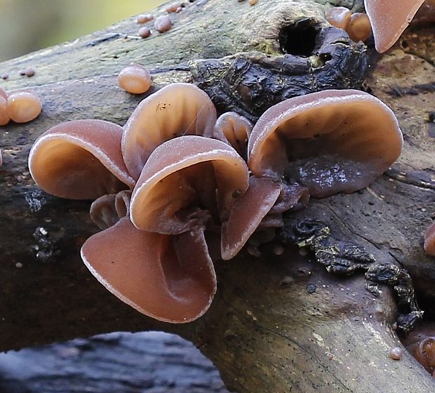 uchovec bazový Auricularia auricula-judae (Bull.) Quél.