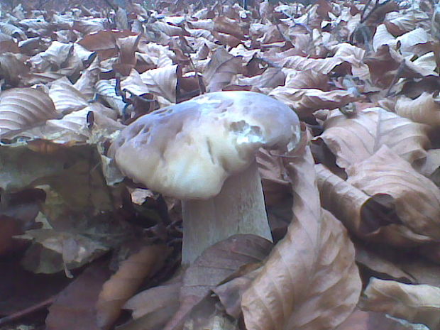 hríb smrekový Boletus edulis Bull.