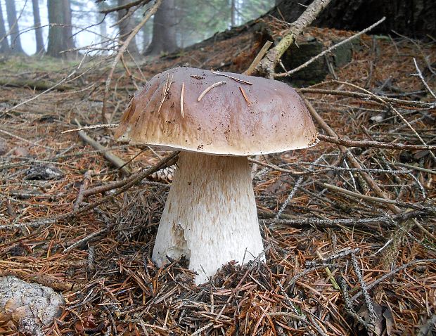 hríb smrekový Boletus edulis Bull.