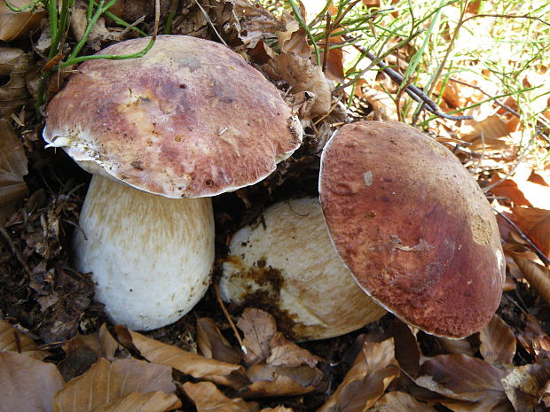 hríb sosnový Boletus pinophilus Pil. et Dermek in Pil.