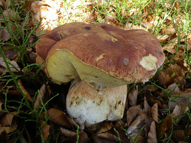 hríb sosnový Boletus pinophilus Pil. et Dermek in Pil.