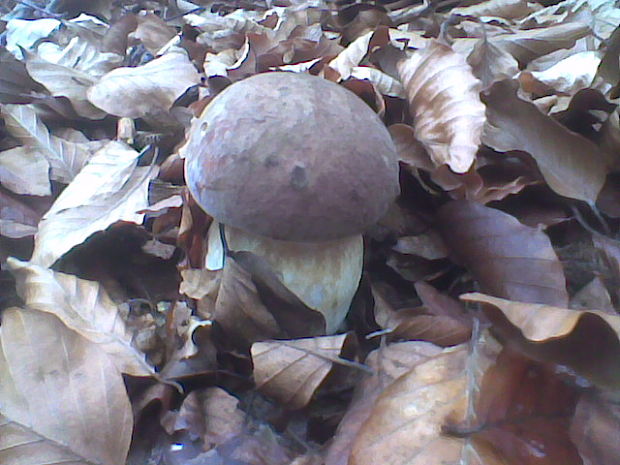 hríb sosnový Boletus pinophilus Pil. et Dermek in Pil.