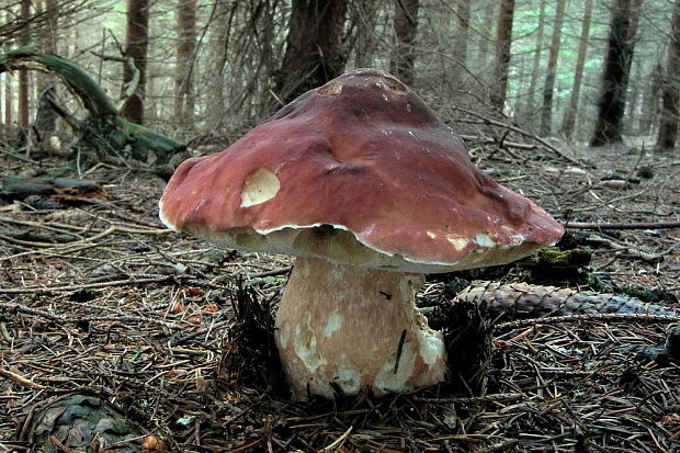 hríb sosnový Boletus pinophilus Pil. et Dermek in Pil.