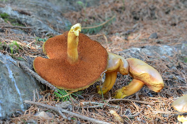 meďovec korenistý Chalciporus piperatus (Bull.) Bataille