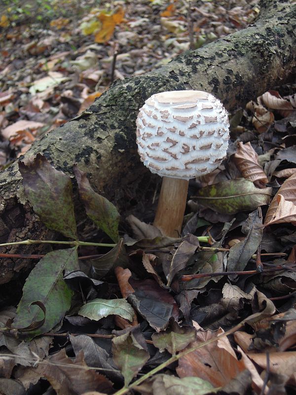 bedľa červenejúca Chlorophyllum rachodes (Vittad.) Vellinga