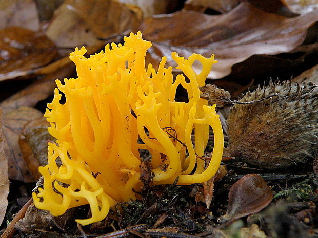 pakonárovka parôžkovitá  Clavulinopsis corniculata (Schaeff.) Corner