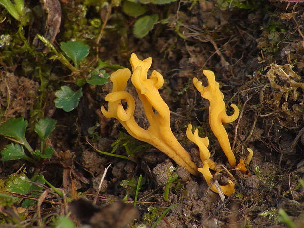 pakonárovka parôžkovitá Clavulinopsis corniculata (Schaeff.) Corner