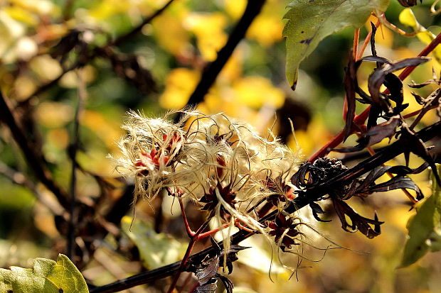 plamienok plotný Clematis vitalba L.