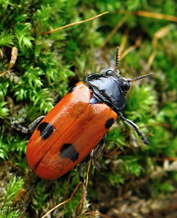 vrbinár Clytra quadripunctata