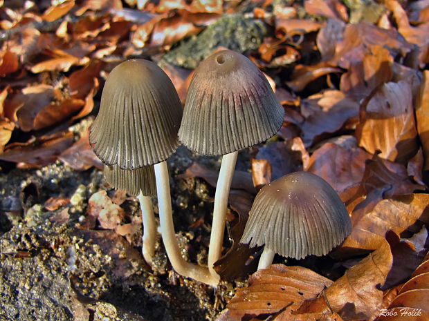 hnojník zriasený Coprinellus impatiens (Fr.) J.E. Lange