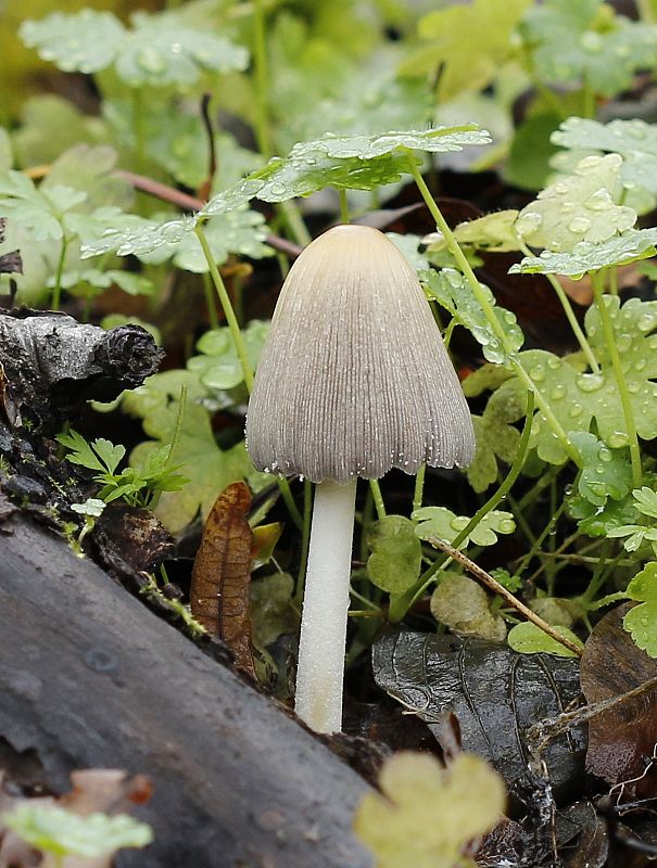 hnojník Coprinellus sp.