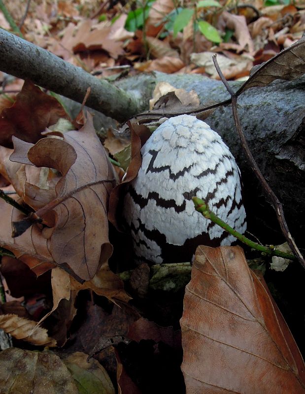 hnojník strakatý Coprinopsis picacea (Bull.) Redhead, Vilgalys & Moncalvo